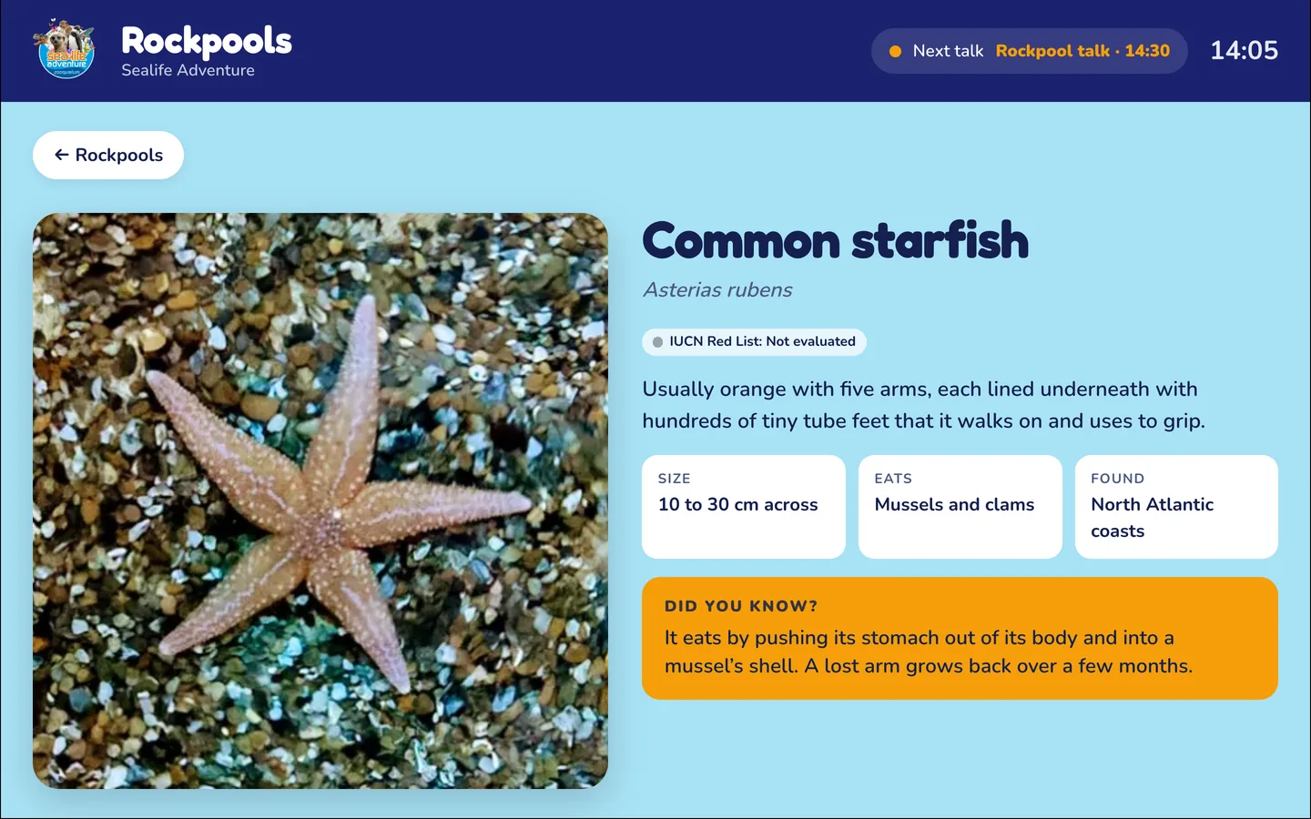 The common starfish's page from the Rockpools Live Label on a monitor, in Sealife Adventure's colours