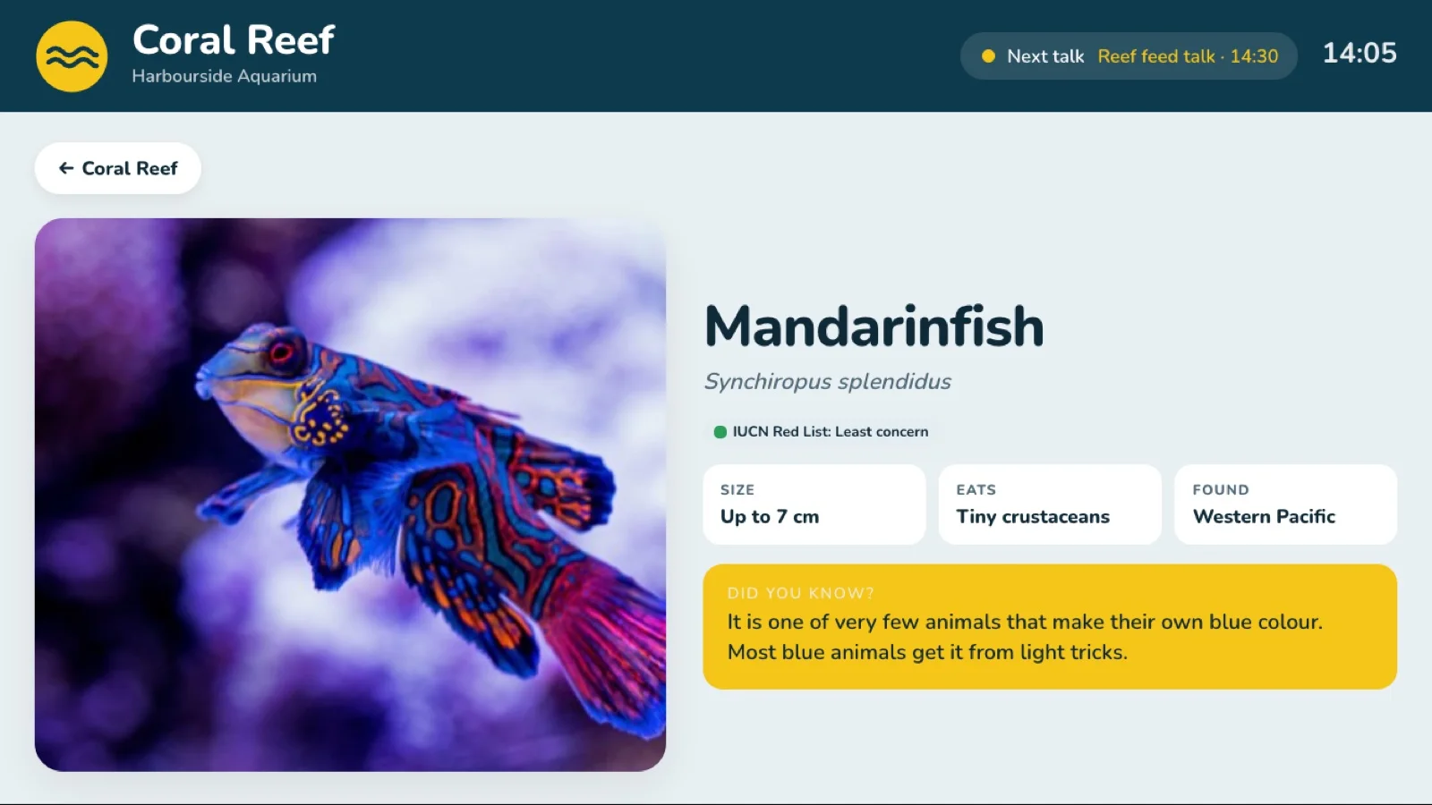 The mandarinfish's animal page on a wall TV, with a back button, its Red List status and a fact