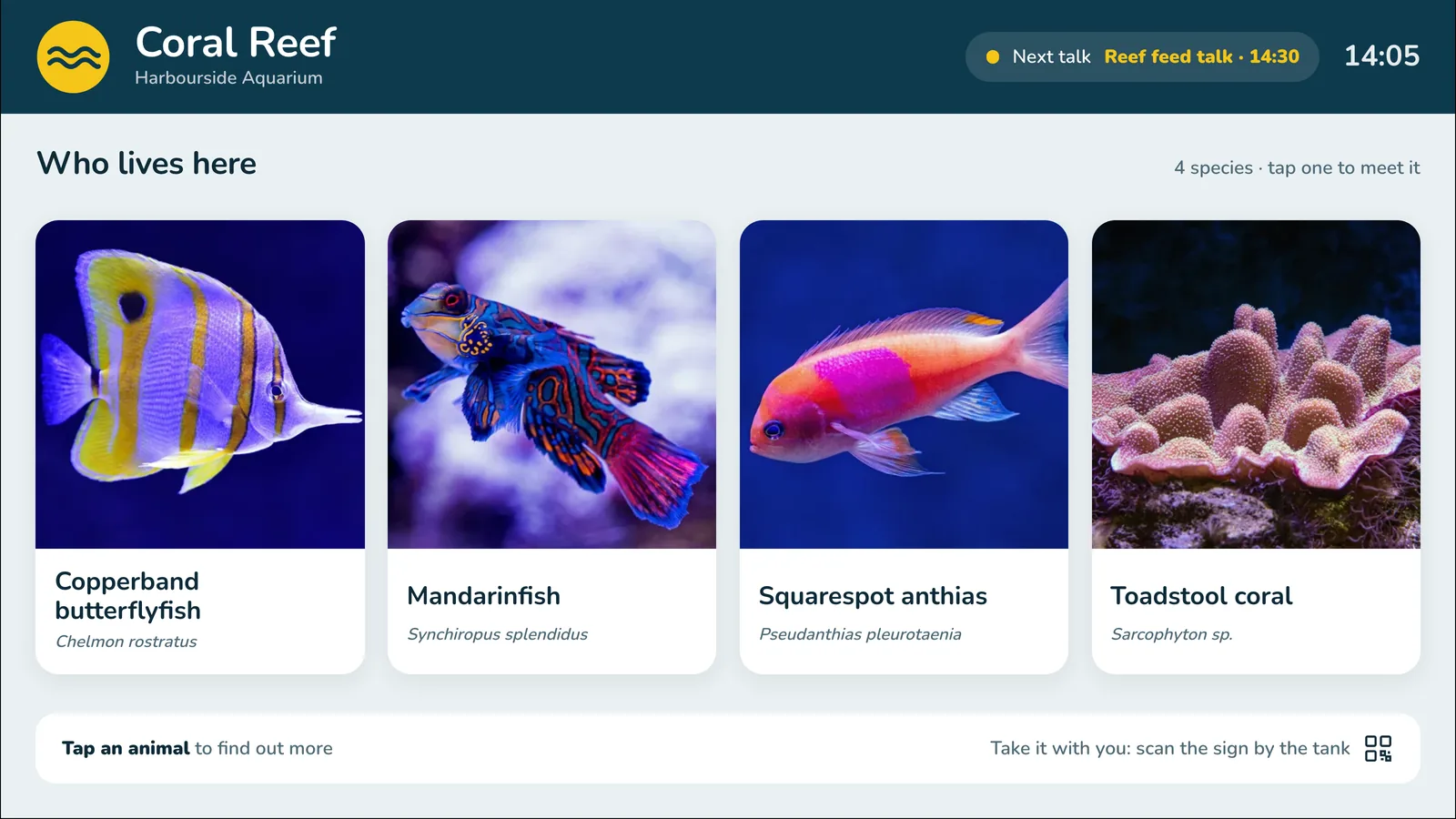 A Coral Reef Live Label on a wall TV, in Harbourside Aquarium's colours: copperband butterflyfish, mandarinfish, squarespot anthias and toadstool coral