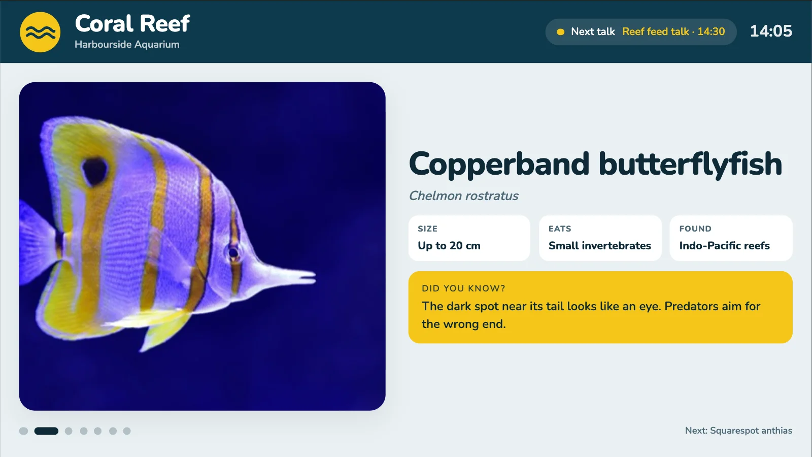 Spotlight layout on a wall TV: the copperband butterflyfish fills the screen with its size, diet, range and a fact